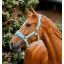 dhham0-ddd0-horseware-signature-grooming-headcollar-blue-haze_fkbk1hdnvoktdyv6.webp