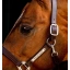 dhhlm0-n000-horseware-signature-leather-headcollar-brown-detail_2_9lwrizcmaezymugs.webp