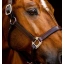 dhhlm0-n000-horseware-signature-leather-headcollar-brown-detail_jycv5tay9v3eteyd.webp