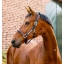 dhhmm1-nbb0-horseware-signature-competition-headcollar-brown-navy-main_fndddfmdzd148snc.webp