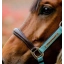 dhhmm1-nd00-horseware-signature-competition-headcollar-brown-blue-haze-detail_lwnbkoh5ablceghl.webp