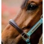 dhhmm1-nd00-horseware-signature-competition-headcollar-brown-blue-haze-detail_lwnbkoh5ablceghl.webp