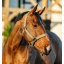 dhrx01-ggg0-amigo-headcollar-leadrope-set-bramble-horse_jhyfr59axk0jwchy.jpg