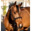 dhrx01-k000-amigo-headcollar-leadrope-set-black-horse_gzvs561chuaw9qzb.jpg