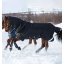 Amigo-Super-Bravo-Plus-250g-Horse-Turnout-Black-AAWPK2-KKW0.jpg